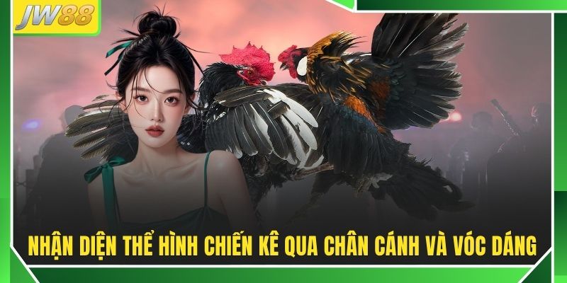 Tổng Hợp Cách Thắng Đá Gà JW88 90% Từ Cao Thủ Hàng Đầu